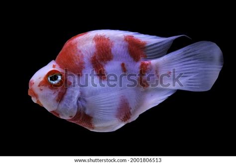Freshwater Parrot Fish Stock Photos 980 Images Shutterstock
