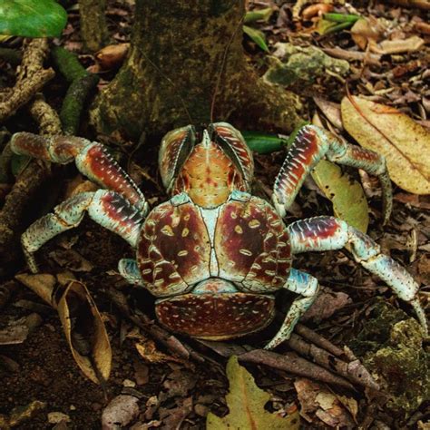 The Largest Terrestrial Arthropod In The World The Coconut Crab Birgus