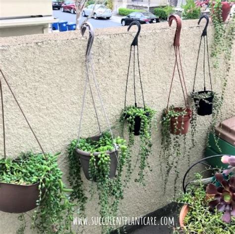 While christmas cacti are not poisonous to your feline family members (or canines, for that matter), ingesting the plant can cause temporary stomach irritation, diarrhea, and vomiting, so it's best to keep an eye on your. Why Is My String of Pearls Plant Dying And How To Save It ...