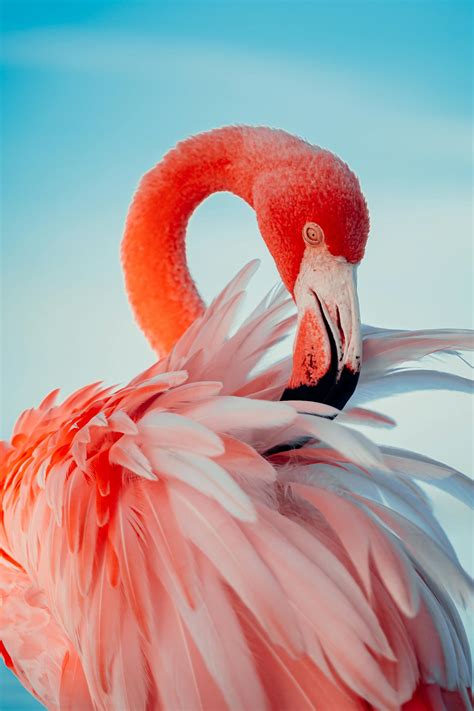 Pink Flamingo In Water · Free Stock Photo