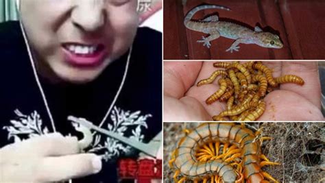 Chinese Vlogger Sun Dies During Live Stream Eating Centipedes Lizards