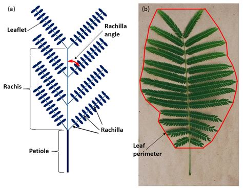 Biology Free Full Text Bi Pinnate Compound Serianthes Nelsonii Leaf