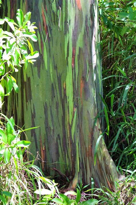 Atwp Maui Mondays Rainbow Eucalyptus Trees