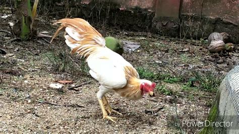 Ayam Ratu White Lhk Malaysia Youtube