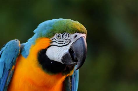 Rainforest Birds Species List And Top 10 Rainforest Cruises Hispanic Net