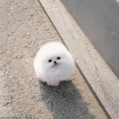 Tiny Pomeranian Dog Becomes An Online Sensation Cute Dogs Cute Tiny