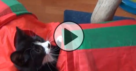 Video Are You Ready For The Cutest Secret Agent Kitties Ever