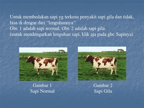 Bedanya Sapi Normal Dengan Sapi Gila