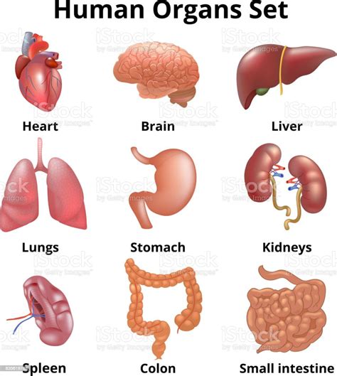 Realistic Human Organs Set Anatomy Stock Vector Art And More Images Of