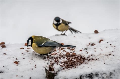 Chickadees in Winter by Kamil Porembiński - Earth Buddies