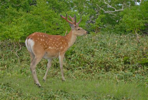 Sika Deer Buck In Shiretoko Hokkaido In Japan Stockfoto Und Mehr Bilder