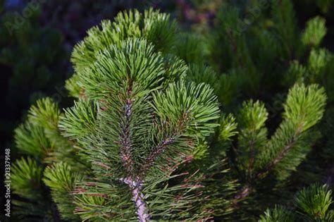 Small Pine Trees In A Summer Garden Russian Nature Color Photo Taken