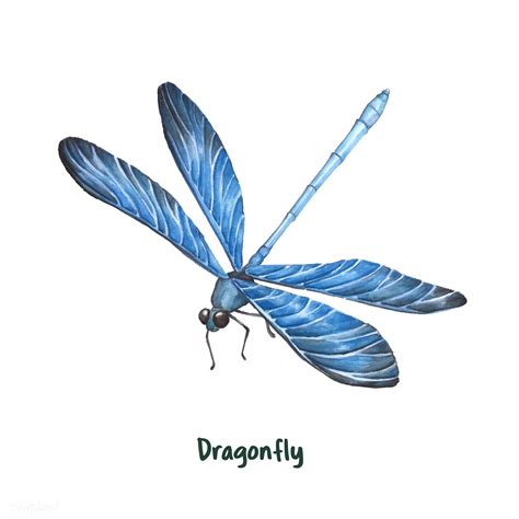Hand Drawn Dragonfly Isolated On White Background Premium Image By