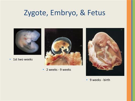 What39s The Difference Between Zygote Embryo Fetus