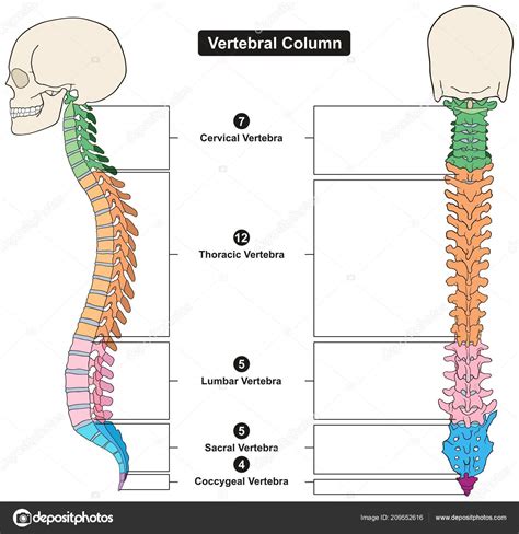 La Columna Vertebral Diagrama De La Columna Vertebral La Columna Porn