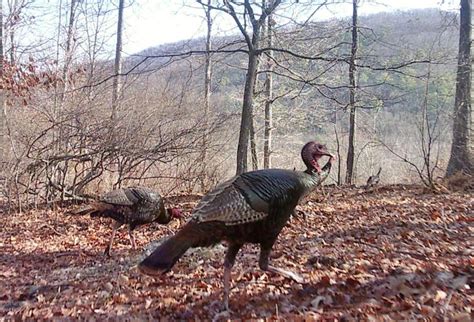 Dont Blink Marylands Short Winter Turkey Season Opens Thursday