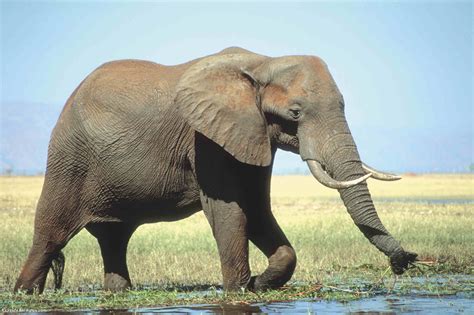 Ver Fotos De Elefante Asiatico Foto Razas De La Guía De