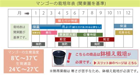 Archive for the 'new' category. 【楽天市場】マンゴーの木 【アーウィン】 1年生接木苗 沖縄 ...