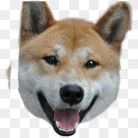 Over 19 doge meme png images are found on vippng. #doge #dogge #strong #buff #meme #shitpost #nobackground - Swole Doge, HD Png Download - vhv