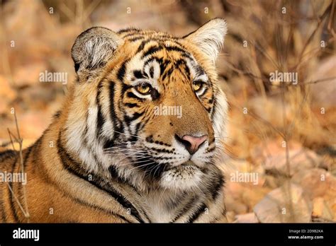 Bengal Tiger Panthera Tigris Closeup Face Portrait Ranthambore