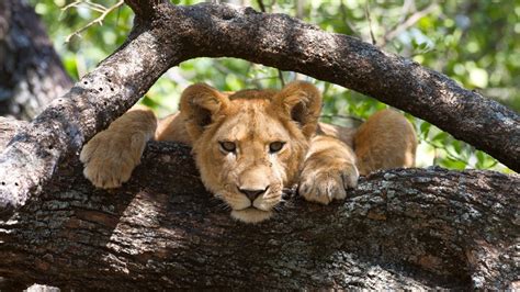 Lake Manyara National Park Tanzania National Park Tree Climbing Lions