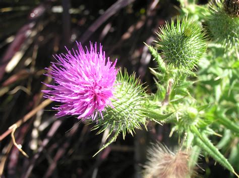 How To Manage Summer Weeds Organically Organic Gardener Magazine