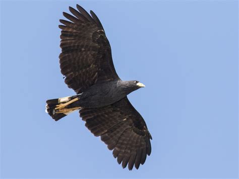 Great Black Hawk Ebird