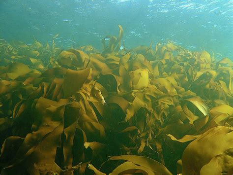 Why Are Kelp Forest Important Macobios