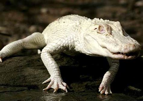 Albino Animals Animal Pictures And Facts