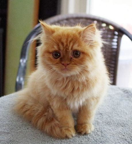 3 Month Old Red Persian Kitten For Sale For Sale In Florence South Carolina Classified