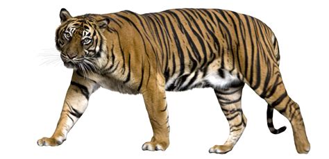 Tiger Png Transparent Image Download Size 3118x1512px
