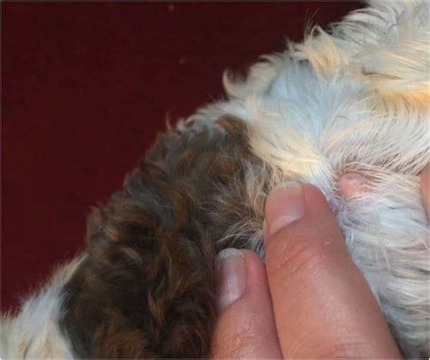 They're most often found in boxers, boston terriers if your dog has a lump, even if you find out it isn't cancerous, keep a close eye out for others, and have. Dog Parent Guide to Lumps on a Dog - Fidose of Reality