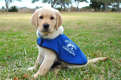 Puppies Hug ‘em In Florida At Southeastern Guide Dogs