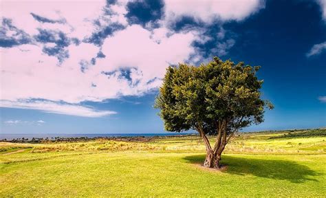 Landscape Scenic Tree Isolated Alone Sea Ocean Meadow Field