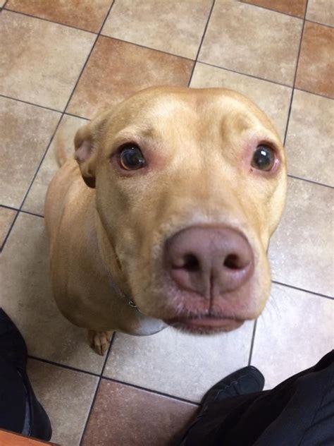 12 Dogs Who Are Getting Pretty Good At This Whole Begging Thing Pawmygosh