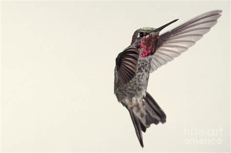 Allens Hummingbird In Flight Photograph By Ron Sanford