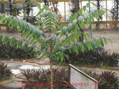 Nama tumbuhan semulajadi spt monsun tropika. Bahasa VS Geografi: Geografi:Kepentingan Tumbuh-tumbuhan ...