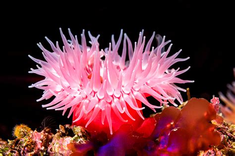 Red Sea Anemone On Reef Stock Photo Download Image Now Sea Anemone