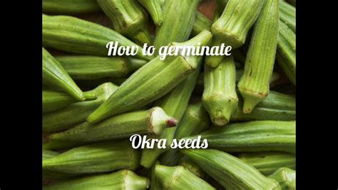 Seeds should be planted as soon as they fall from the bush. How To Germinate Okra Seeds - YouTube