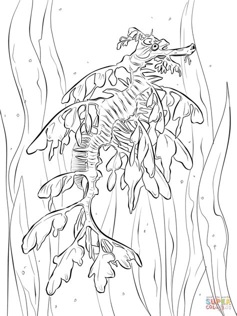 Realistic Leafy Seadragon Coloring Page Free Printable Coloring Pages