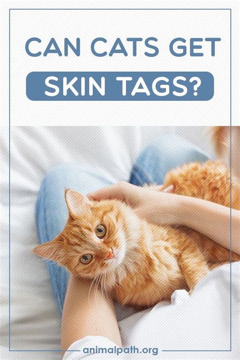 why is my cat getting skin tags cat meme stock pictures and photos