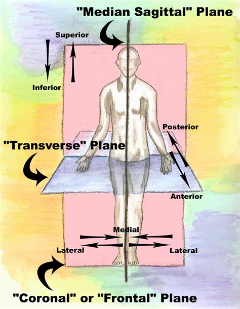 Anatomical Position Human Body Blank Anatomical Position Diagram