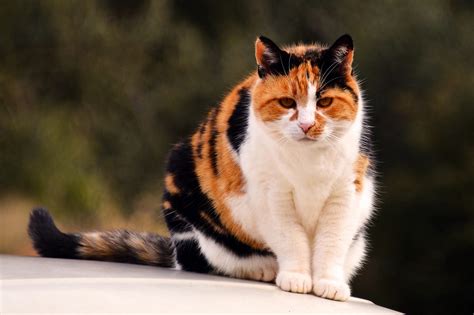 40 Cutest Calico Cat Names Pupstoday