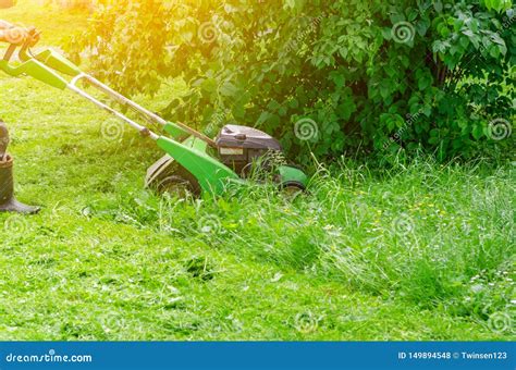 Worker Mows The Grass On The Lawn In The Park Gasoline Lawn Mower Stock
