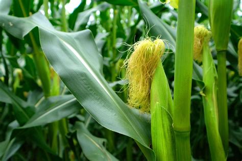 Climate Change Already Impacting Wheat Rice Corn Soybean Yields