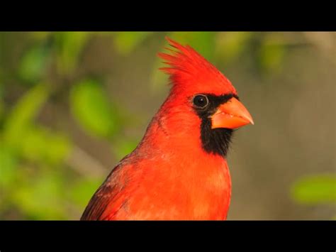 Cardinal Face Bird  Song Bird Bird Facts Cardinal Birds Cardinal