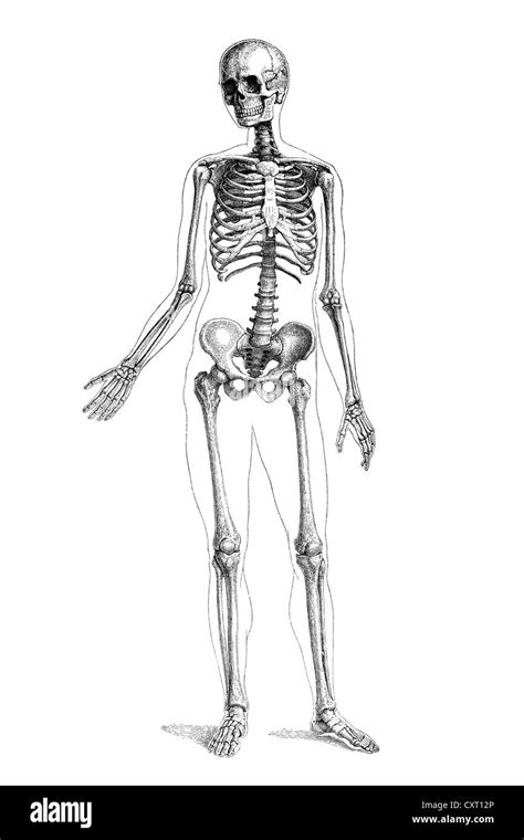 Human Skeleton Hi Res Stock Photography And Images Alamy