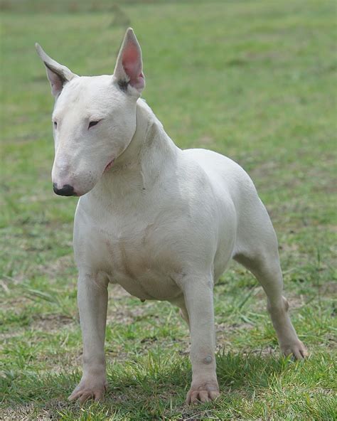 Bull Terrier Characteristics And Character Dogs Breeds