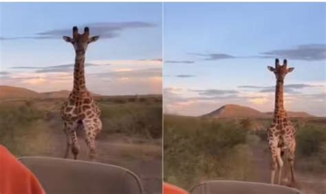 Viral Video Angry Giraffe Started Running After The Tourist Shocking Thing Happened Next