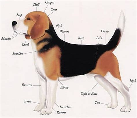 Posted on january 21, 2015 by admin. Body parts of Beagle dog ~ The Animals Planet